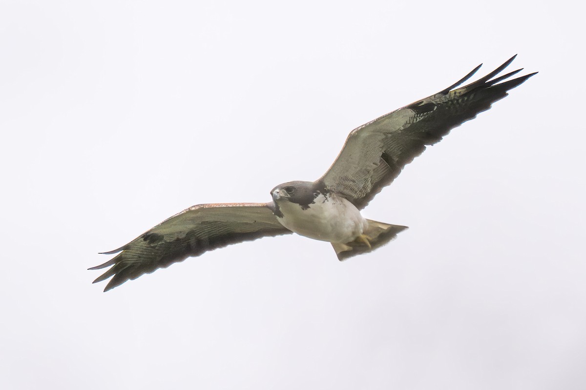 White-tailed Hawk - ML646650054