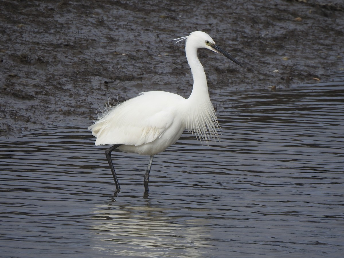 Garceta Común - ML646650056