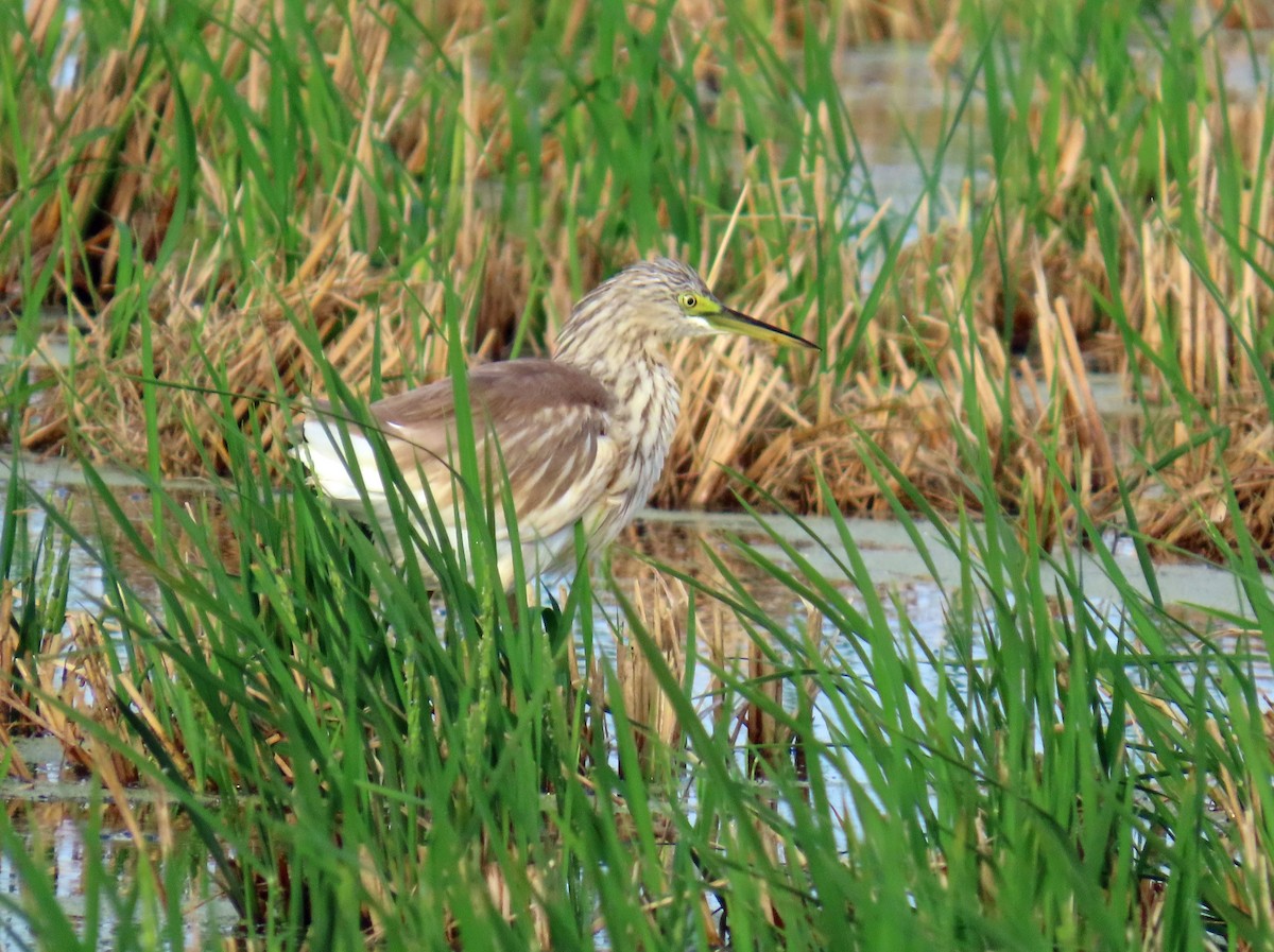 Squacco Heron - ML646650057