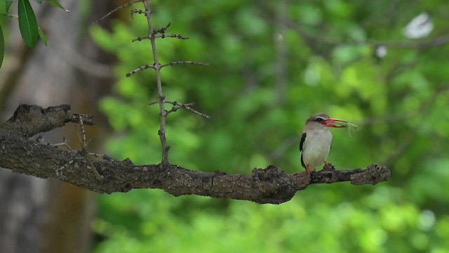 Альціон буроголовий - ML646650060