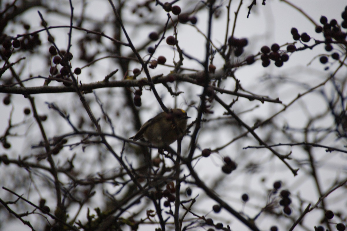 fuglekonge - ML646650063