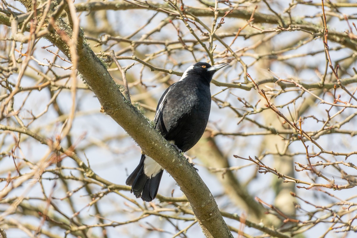 Australian Magpie - ML646650064