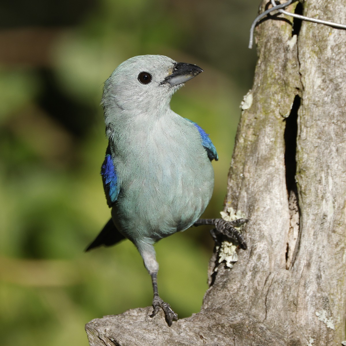 Сине-серая танагра - ML646650065