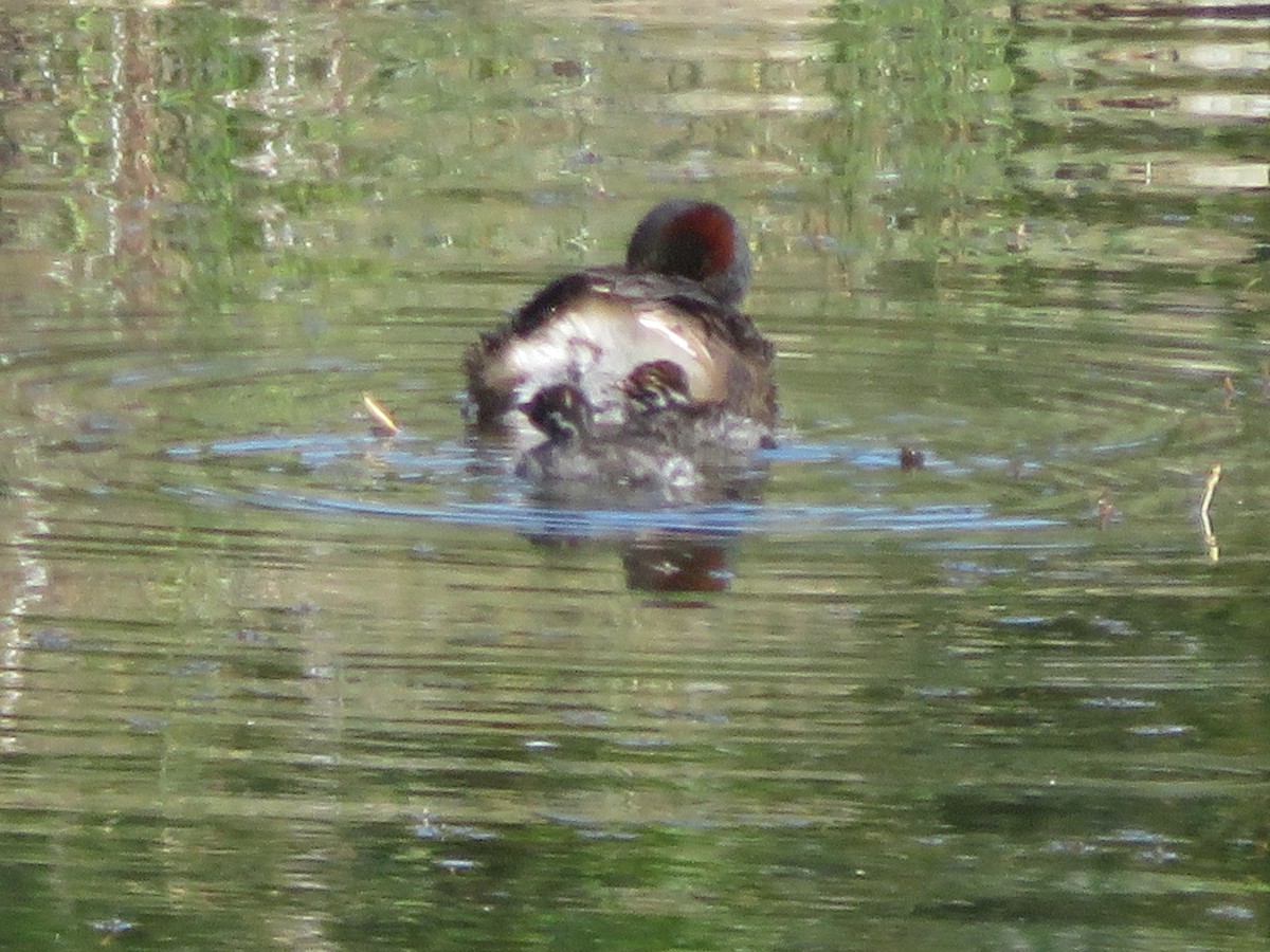 Australasian Grebe - ML646650067
