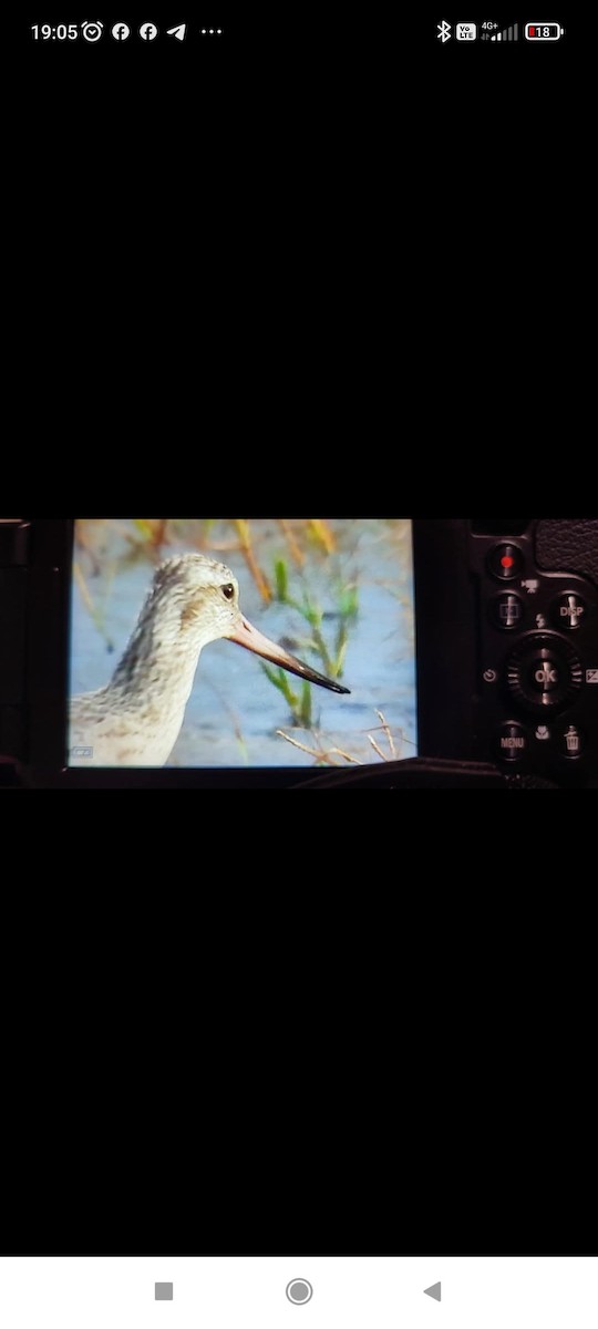 Bar-tailed Godwit - ML646650068