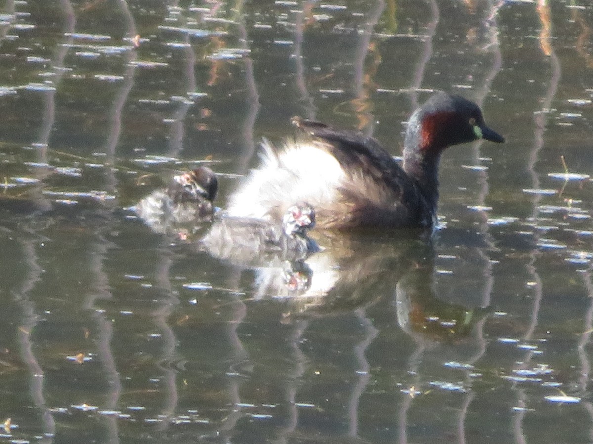 Australasian Grebe - ML646650071
