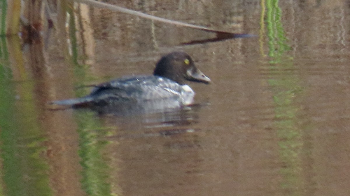 Common Goldeneye - ML646650072