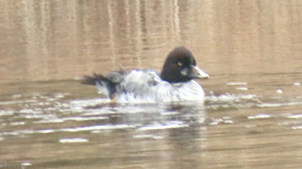 Common Goldeneye - ML646650073