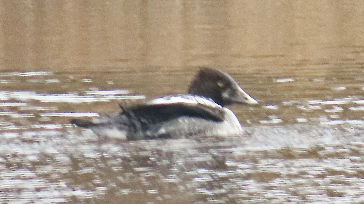 Common Goldeneye - ML646650074