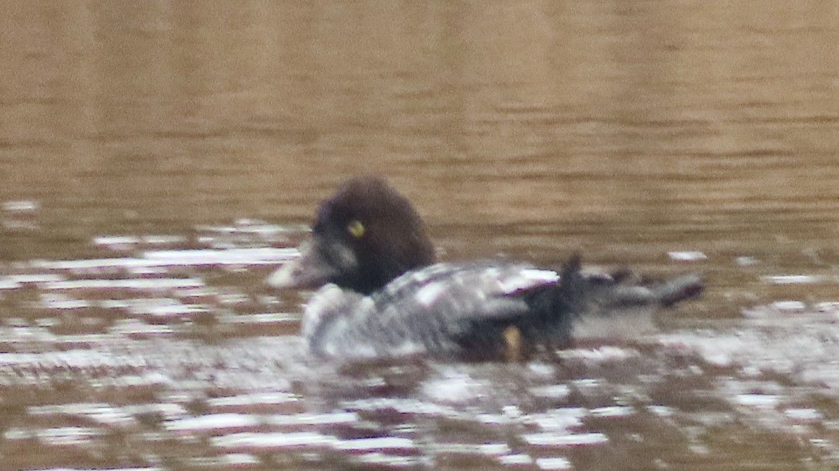 Common Goldeneye - ML646650075
