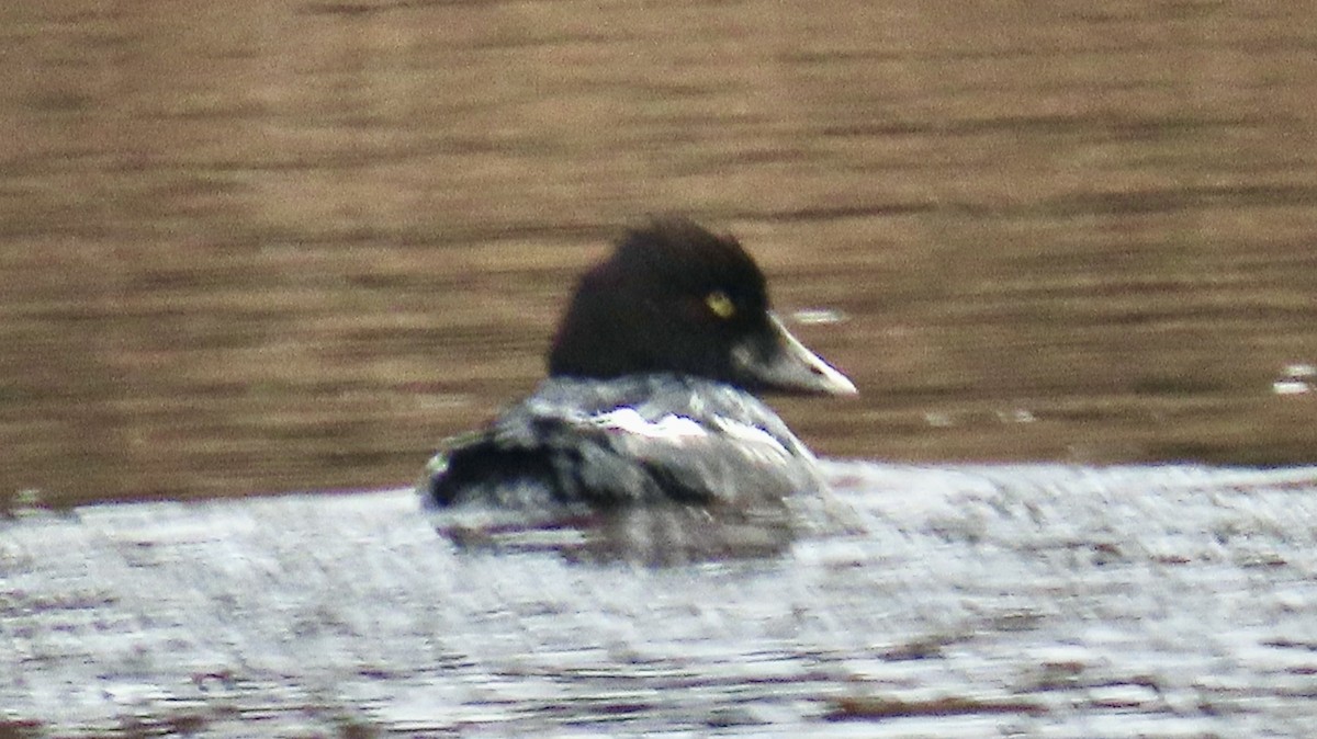 Common Goldeneye - ML646650076
