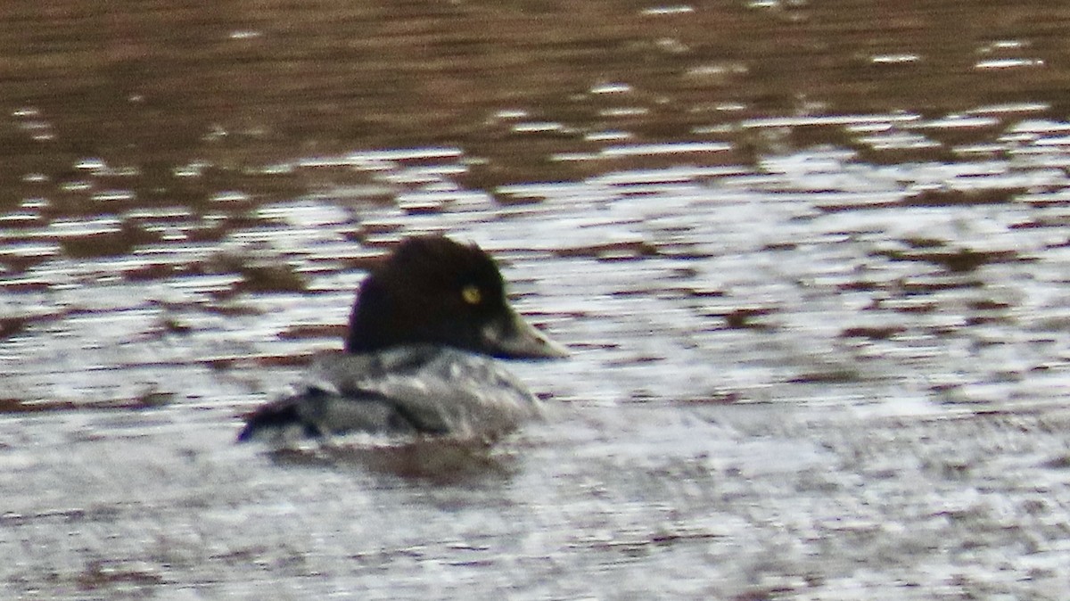 Common Goldeneye - ML646650077