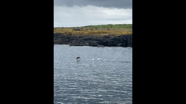 Frailecillo Atlántico - ML646650079