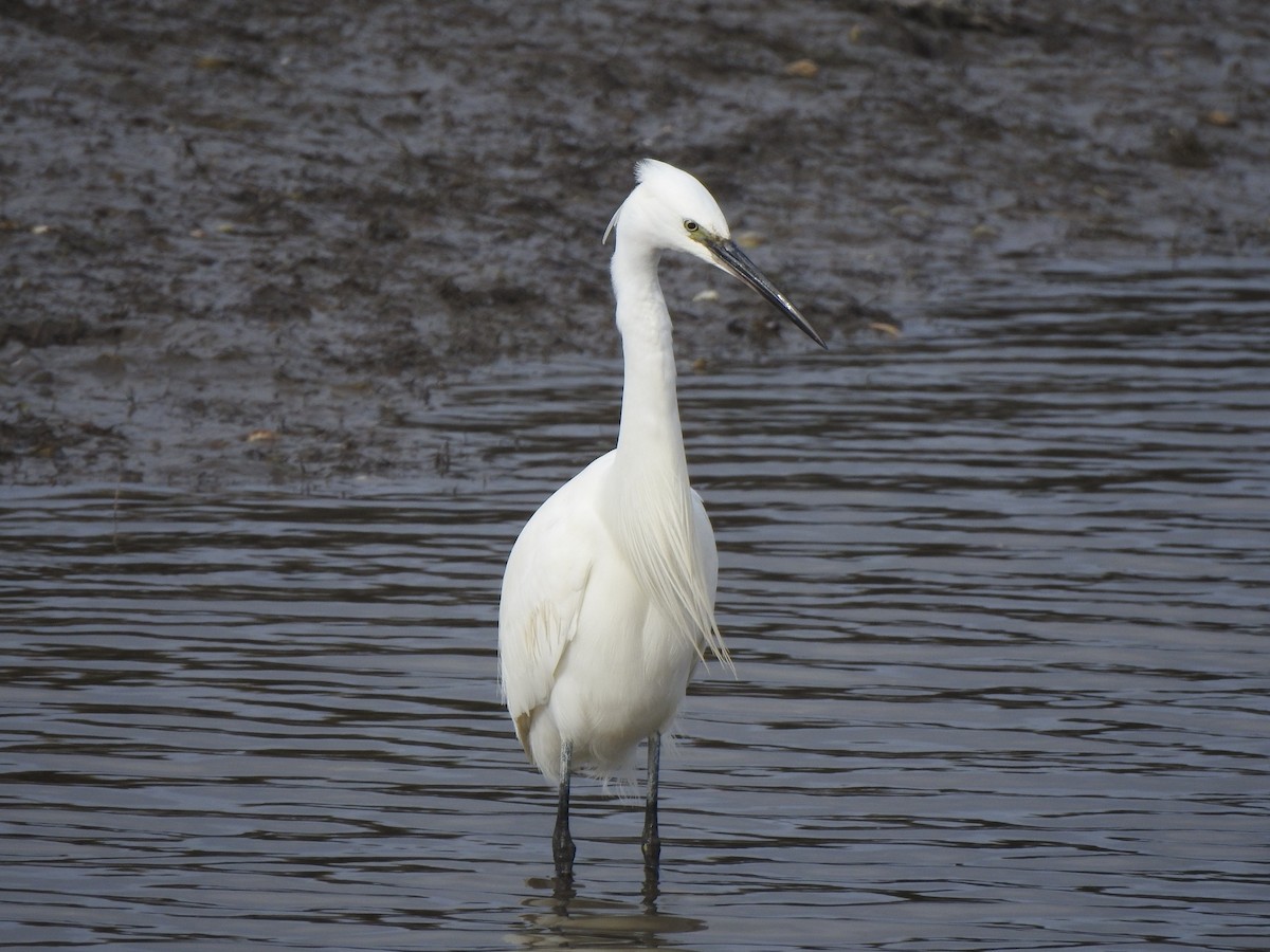 Garceta Común - ML646650080