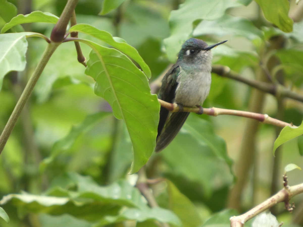 Violet-headed Hummingbird - ML646650081