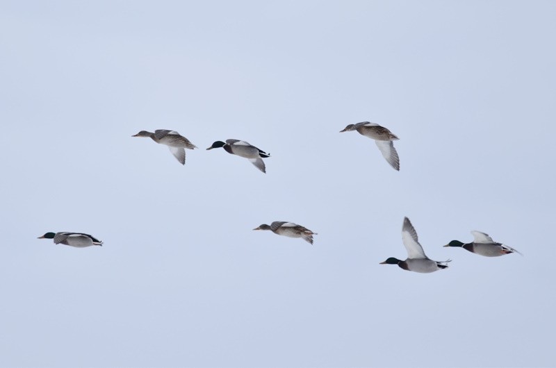 Mallard - ML646650082