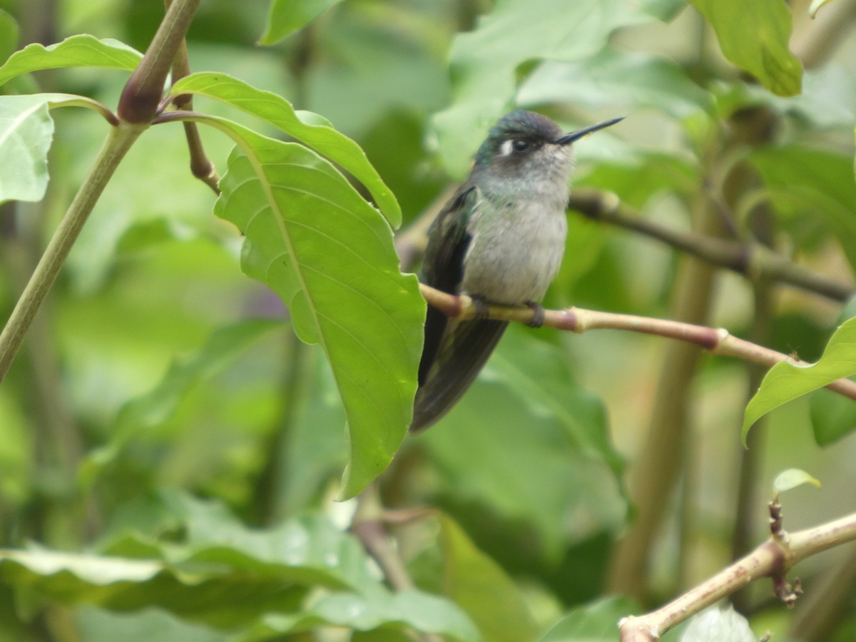Violet-headed Hummingbird - ML646650083