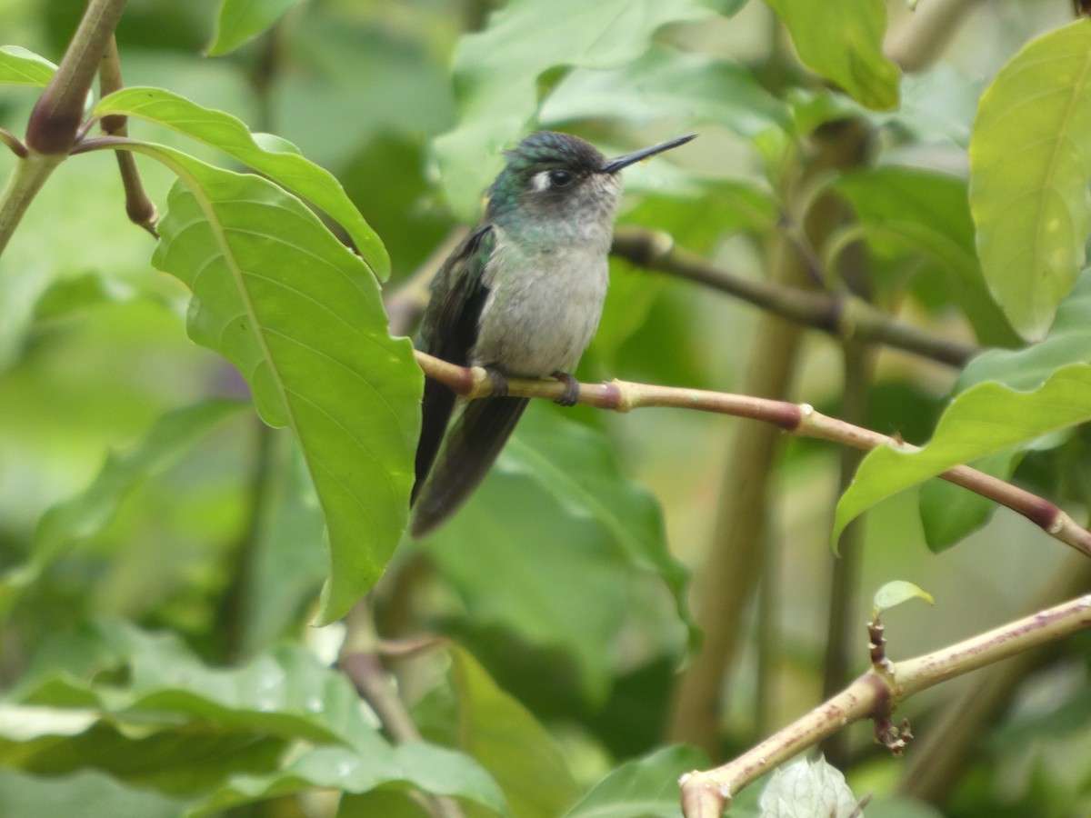 Violet-headed Hummingbird - ML646650084