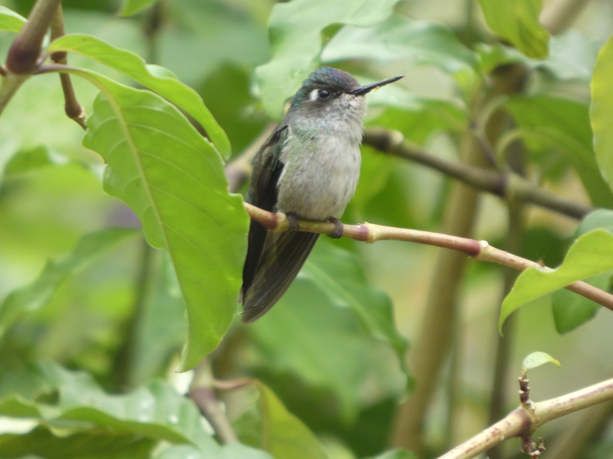 Violet-headed Hummingbird - ML646650085