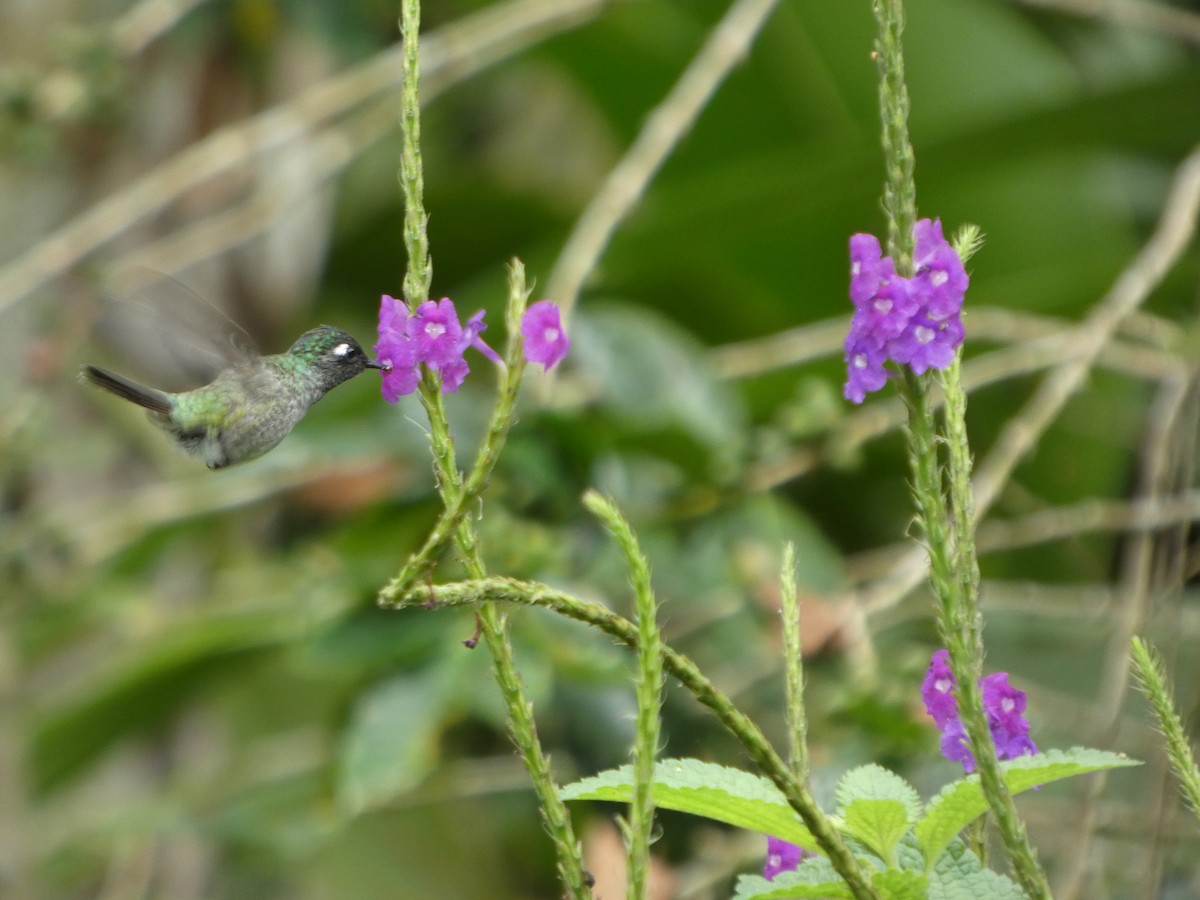 Violet-headed Hummingbird - ML646650088
