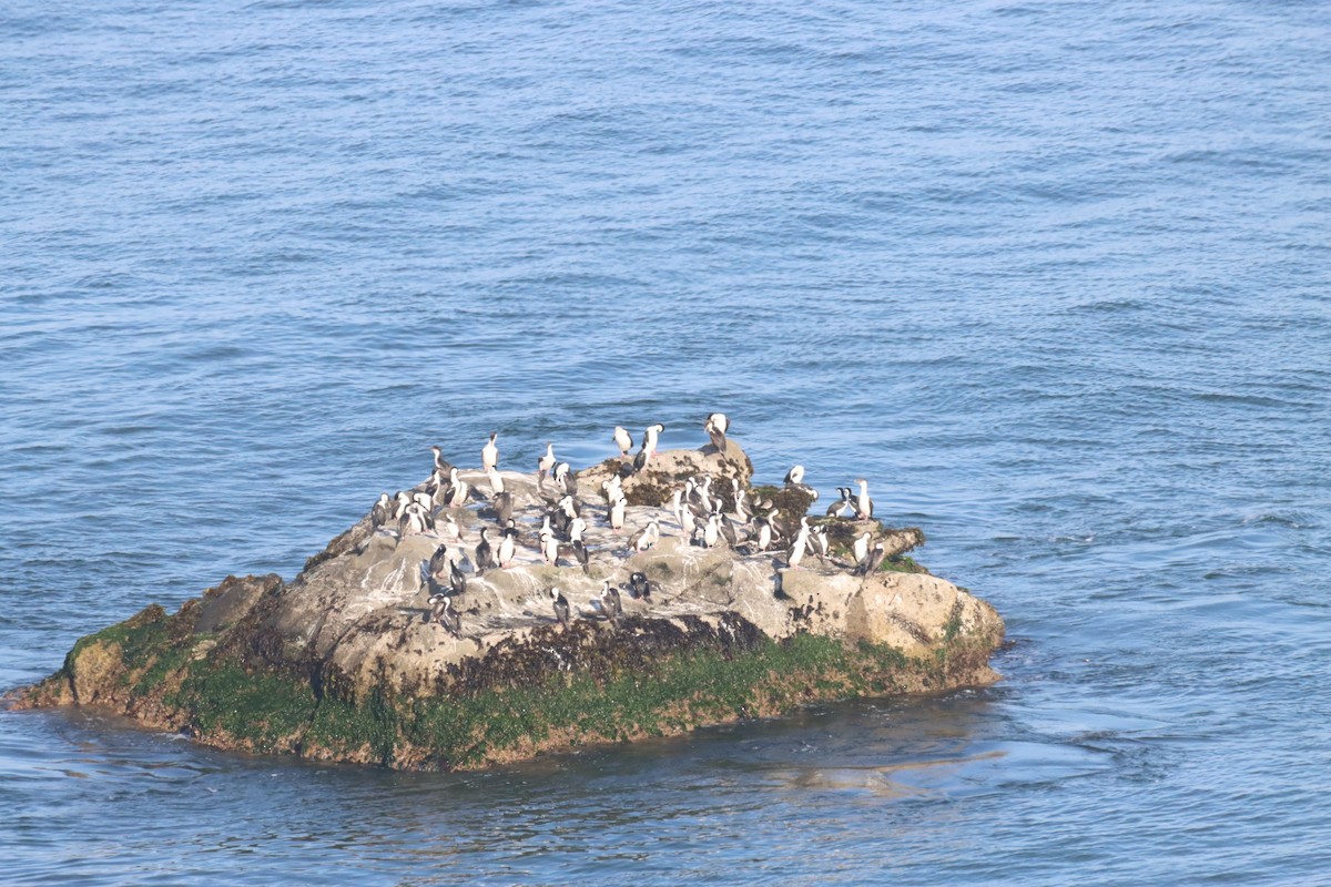 Ruddy Turnstone - ML646650090