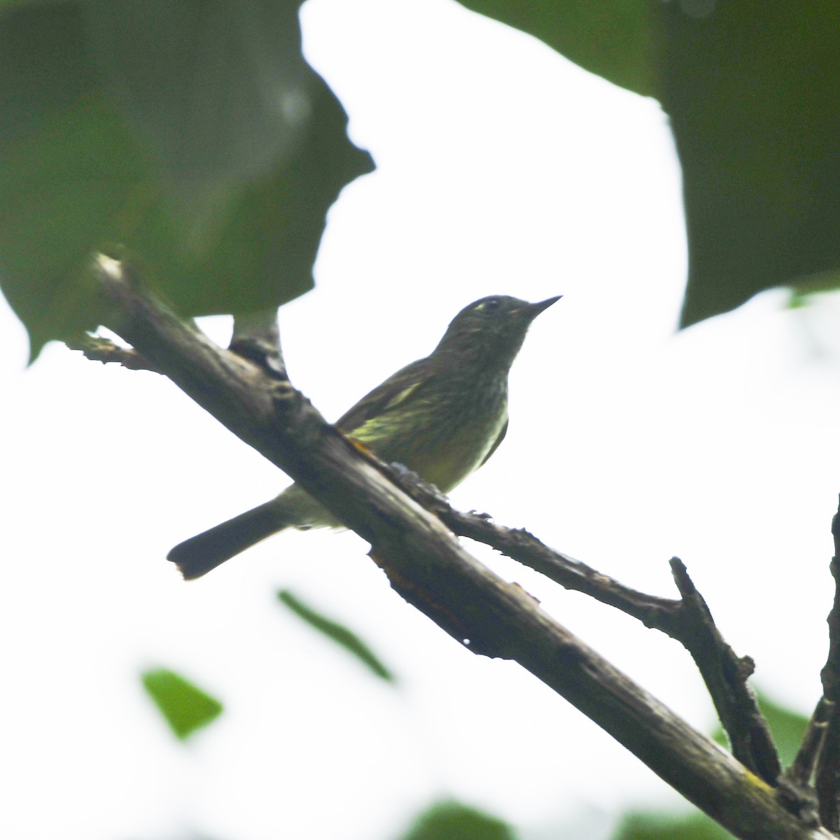 Streak-necked Flycatcher - ML646650091