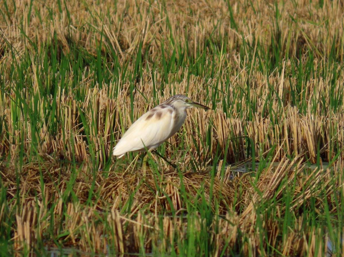 Squacco Heron - ML646650092
