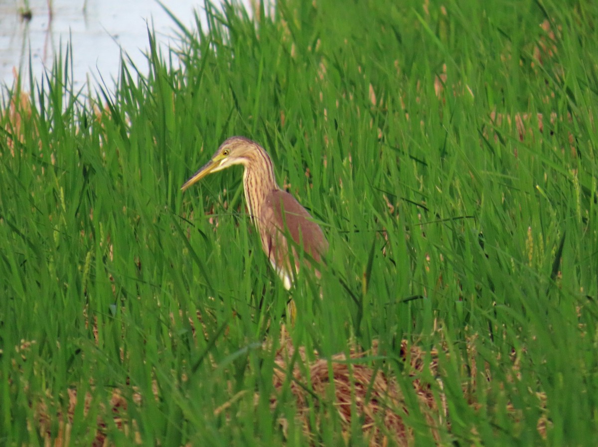 Squacco Heron - ML646650093