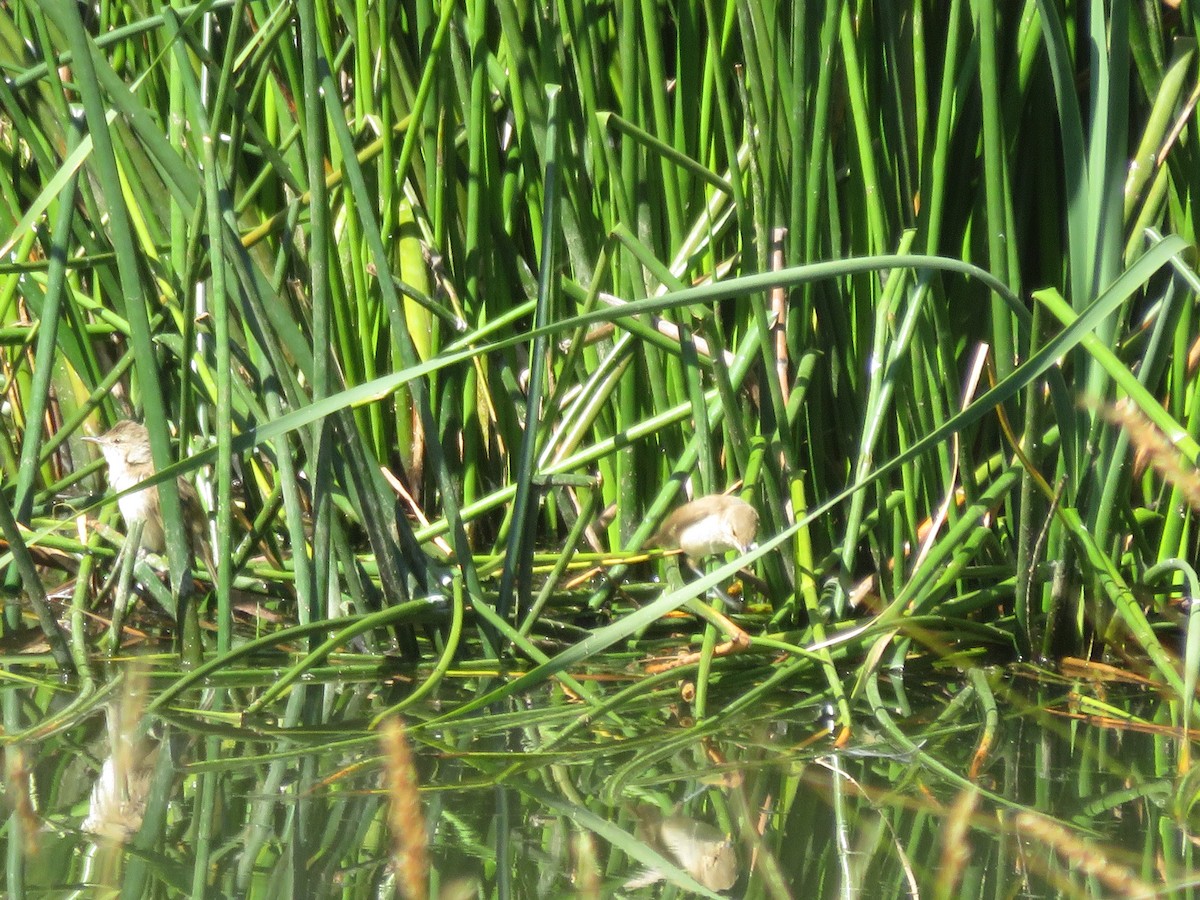 Australian Reed Warbler - ML646650094