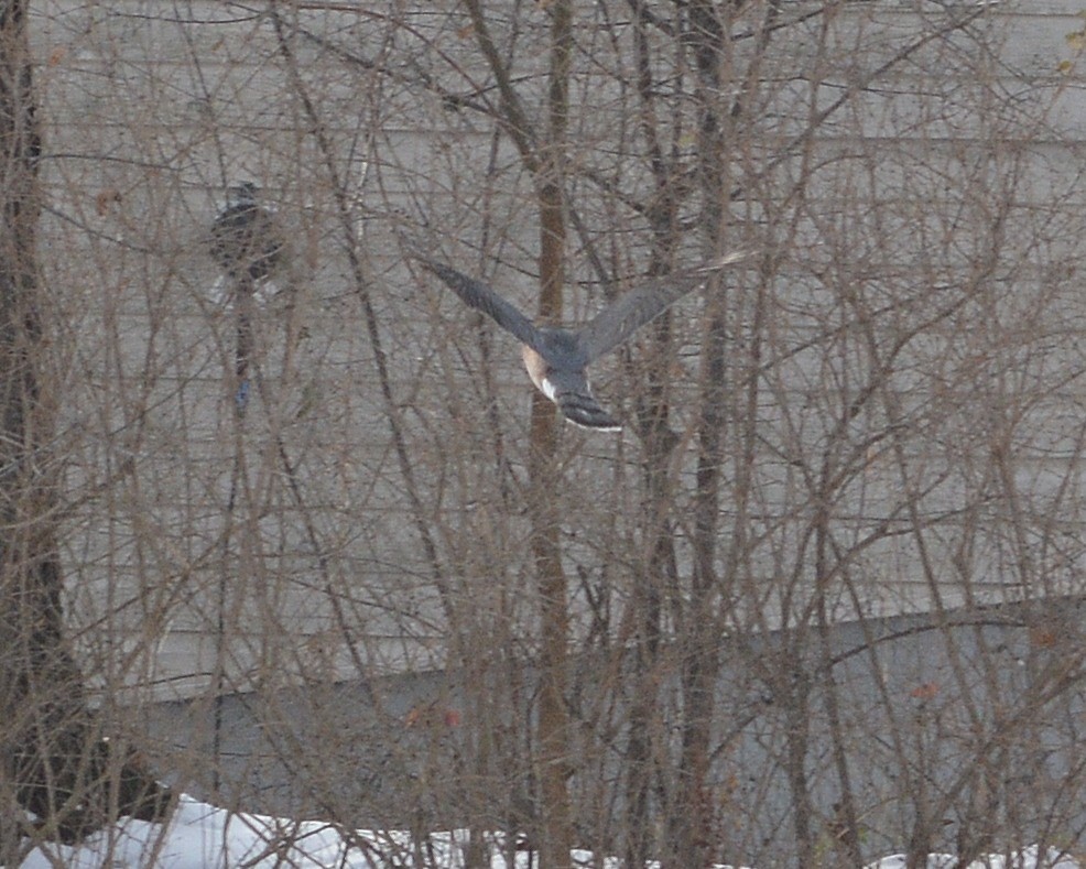 Cooper's Hawk - ML646650095