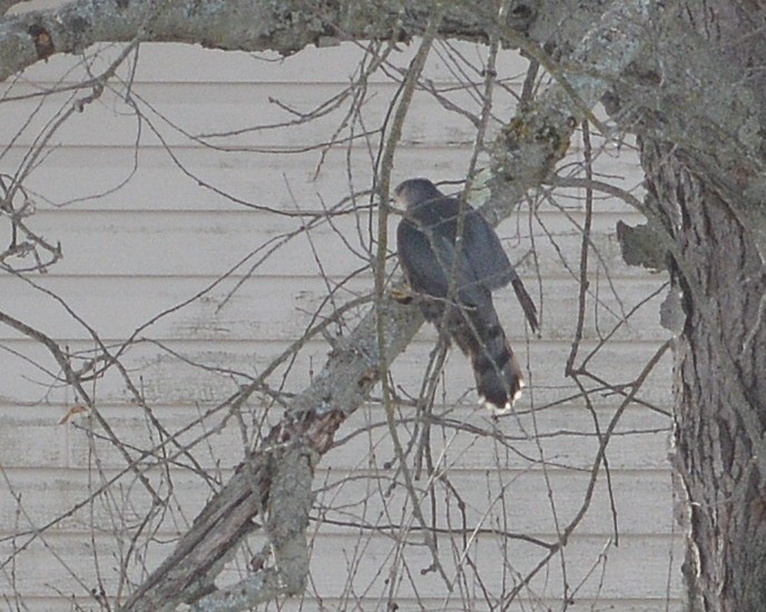 Cooper's Hawk - ML646650096