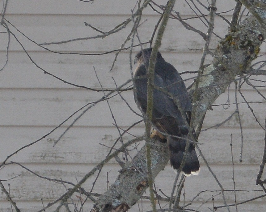 Cooper's Hawk - ML646650097