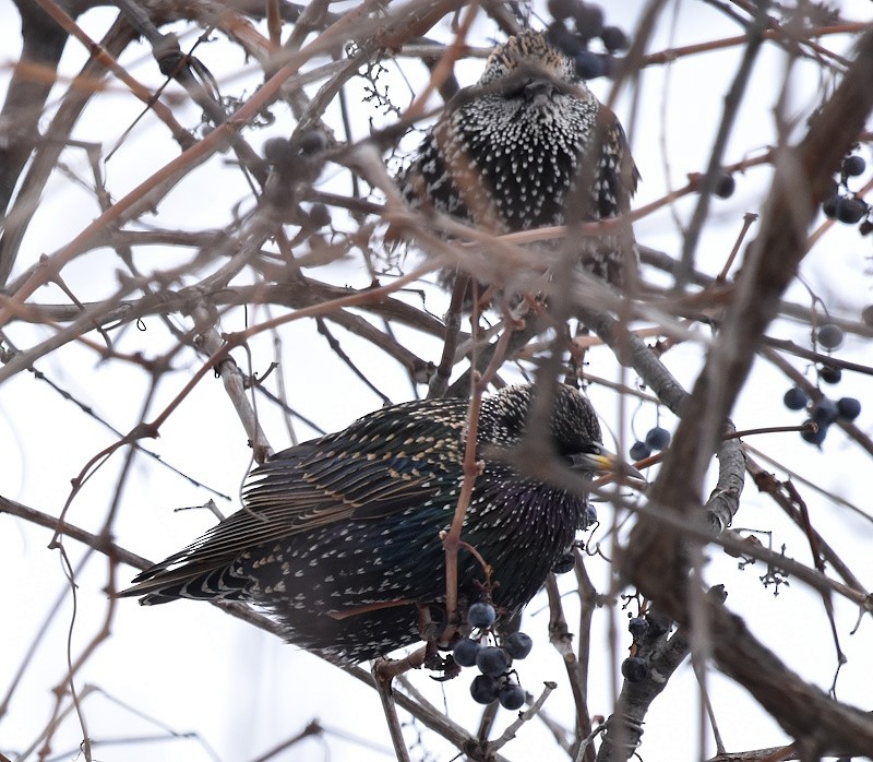 European Starling - ML646650099