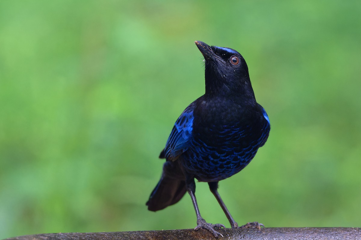 Arrenga de Malabar - ML646650101