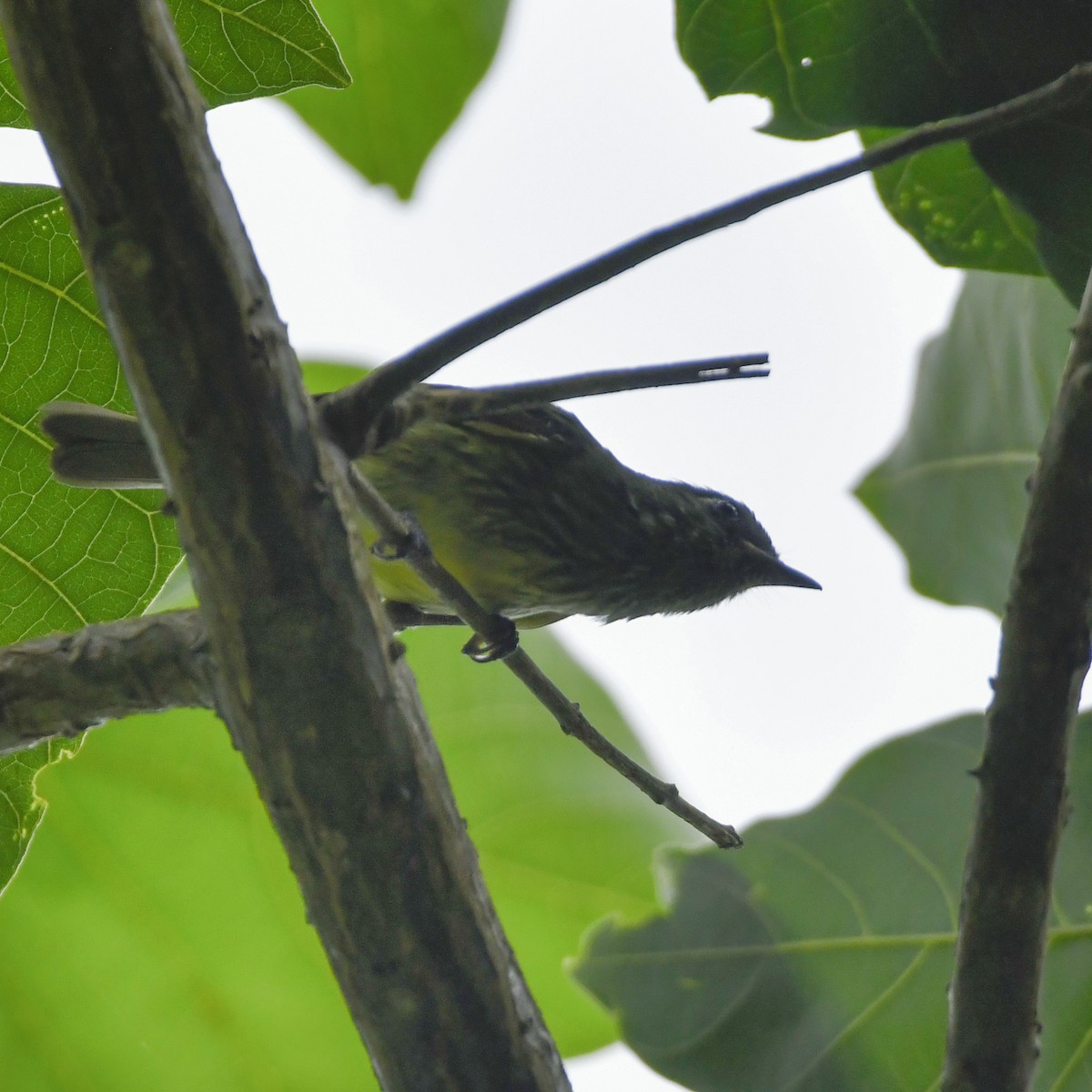 Streak-necked Flycatcher - ML646650102