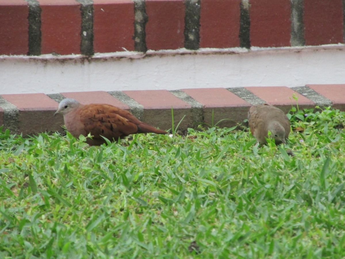 Ruddy Ground Dove - ML646650103