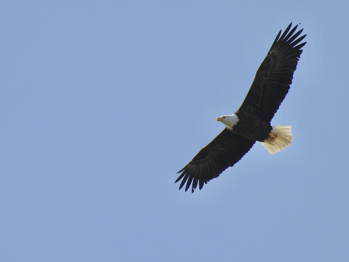 Pigargo Americano - ML646650104