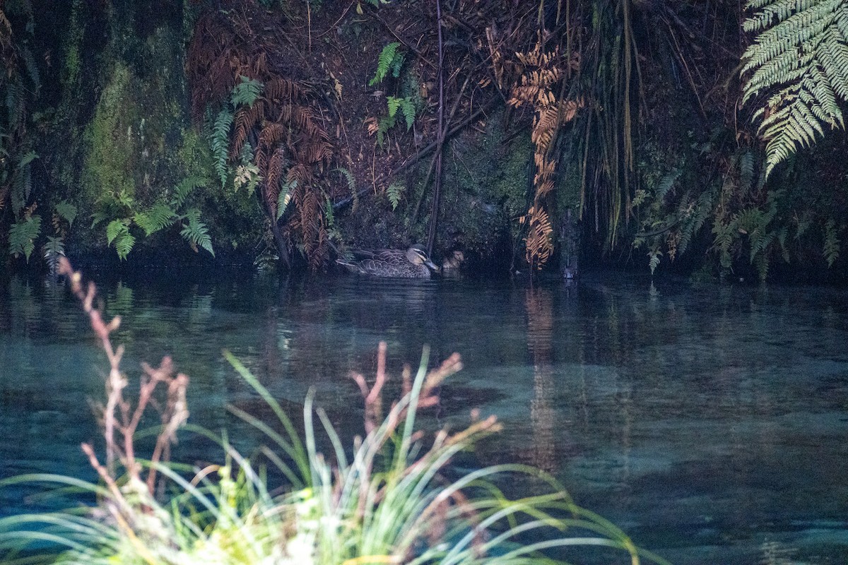 Pacific Black Duck - ML646650105