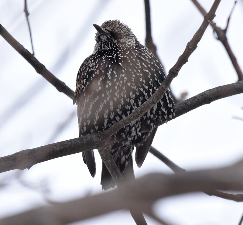 European Starling - ML646650106