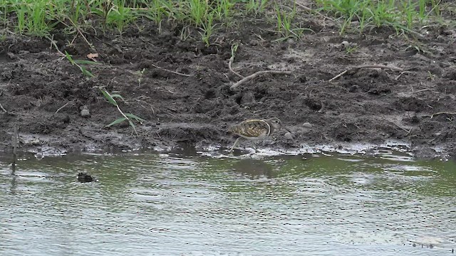 Мальованець афро-азійський - ML646650107