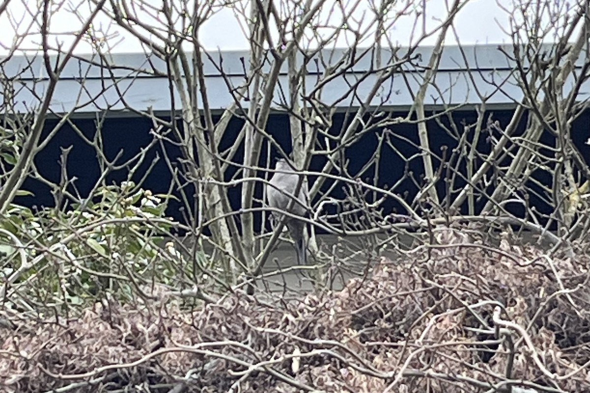 Townsendklarino - ML646650108