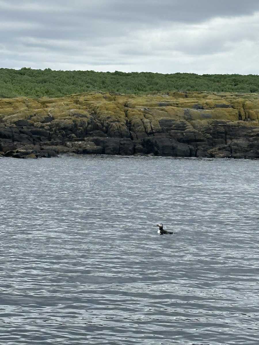 Atlantic Puffin - ML646650111