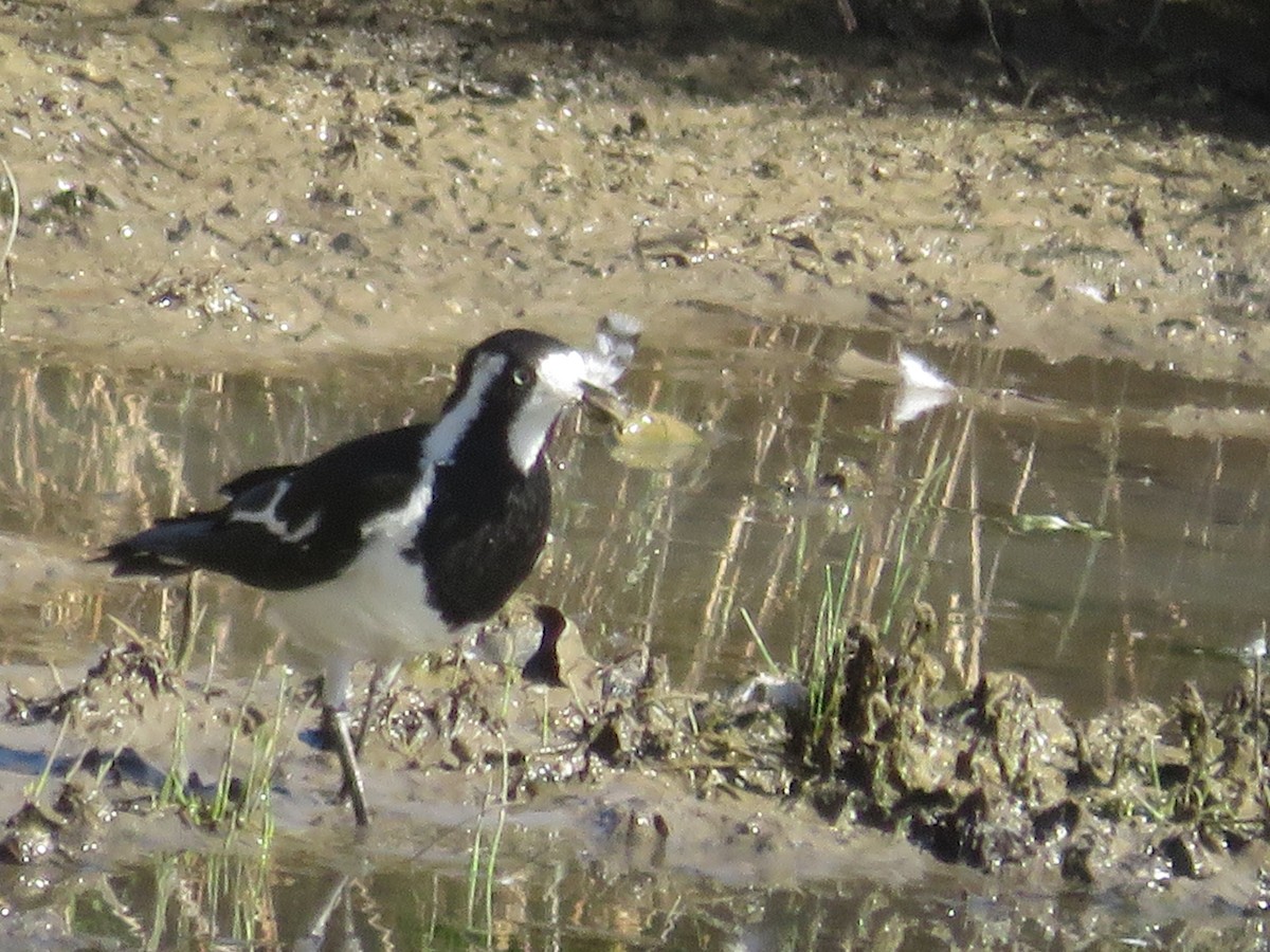 Magpie-lark - ML646650112