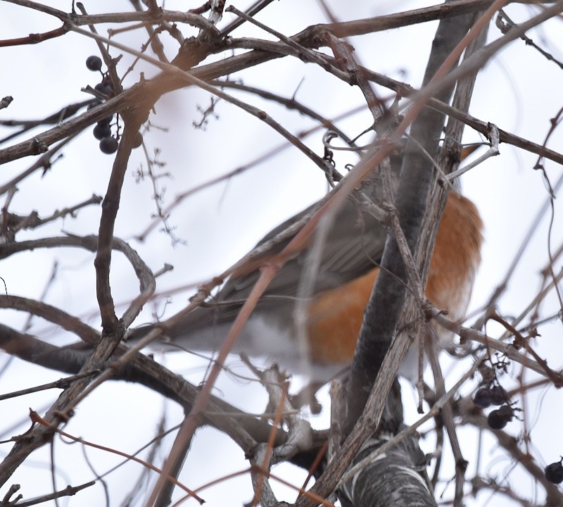 American Robin - ML646650113