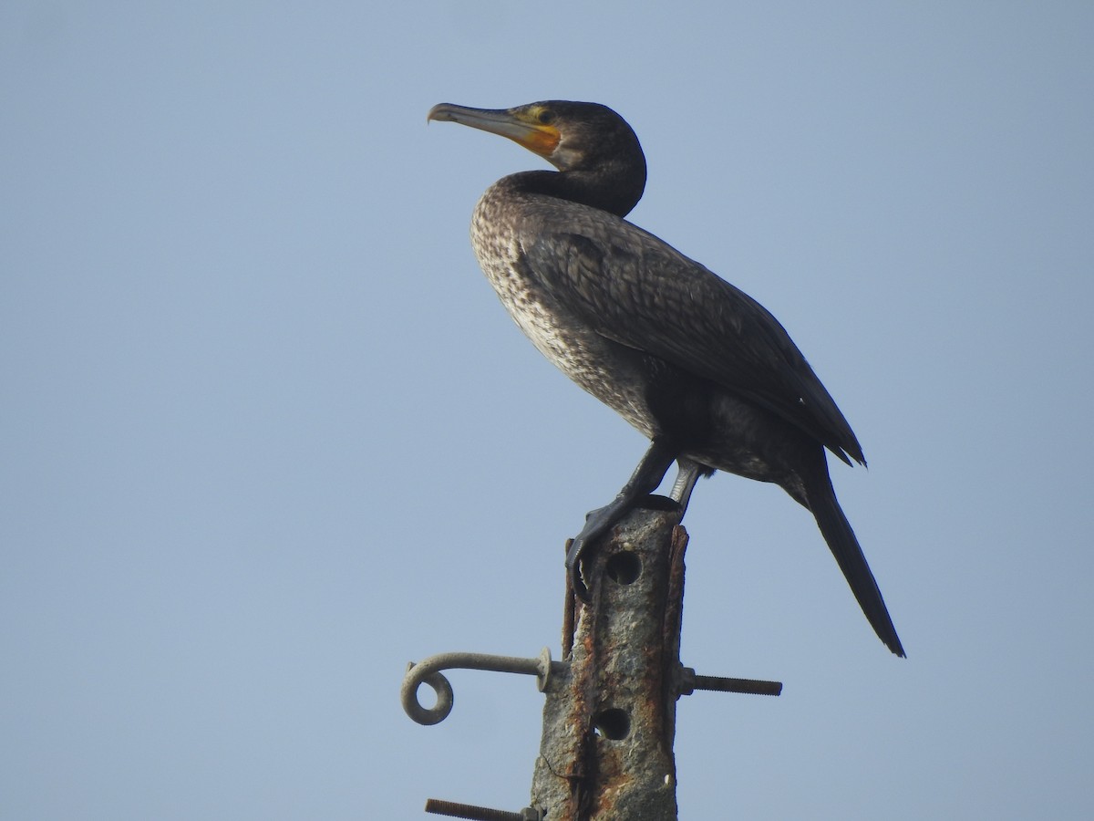 Cormorán Grande - ML646650114