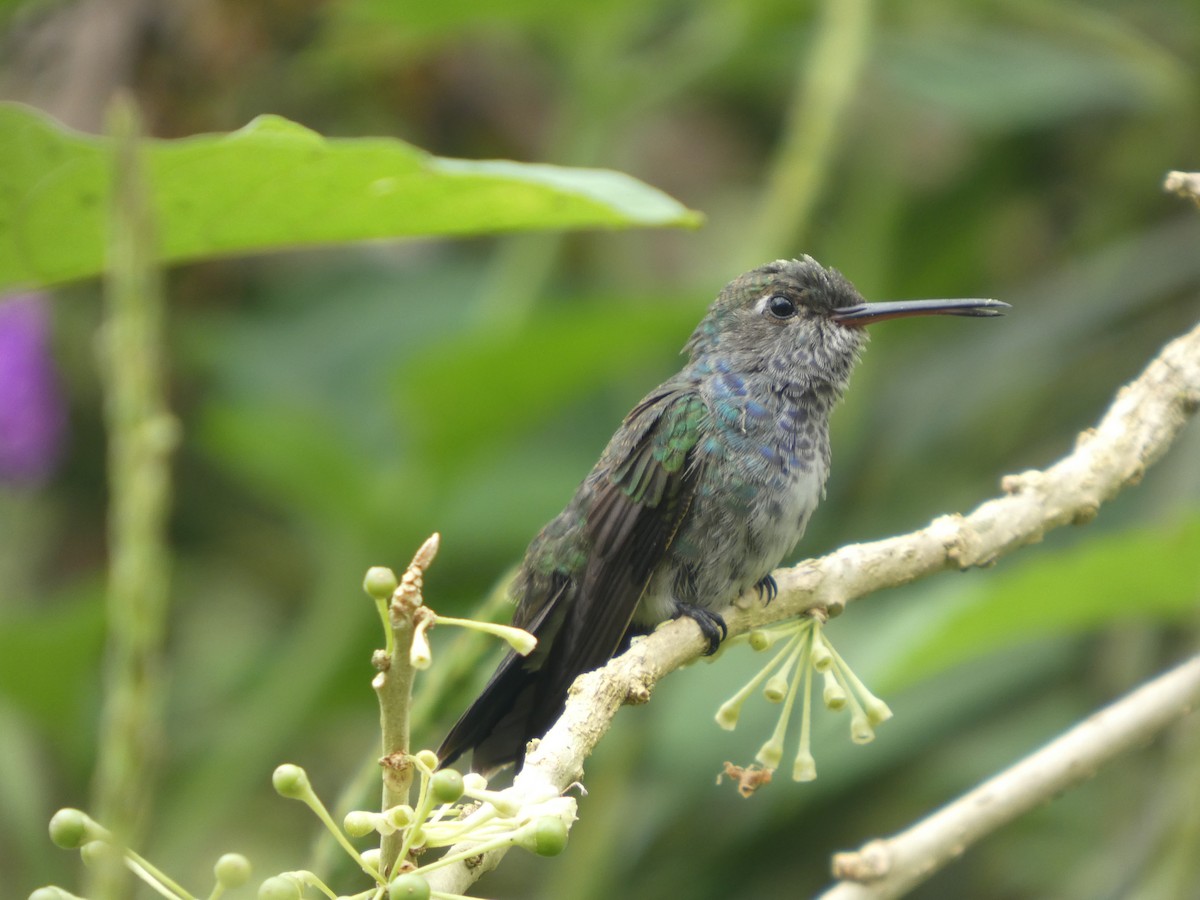 Sapphire-spangled Emerald - ML646650115