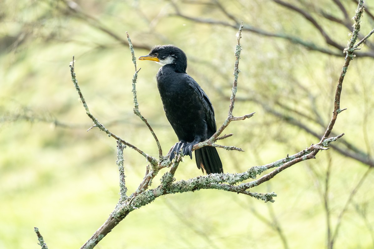 Little Pied Cormorant - ML646650116