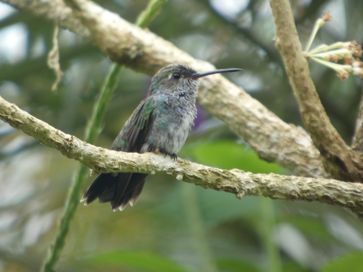 Sapphire-spangled Emerald - ML646650117