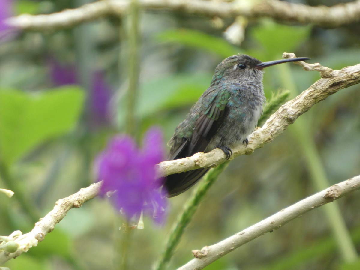 Sapphire-spangled Emerald - ML646650118