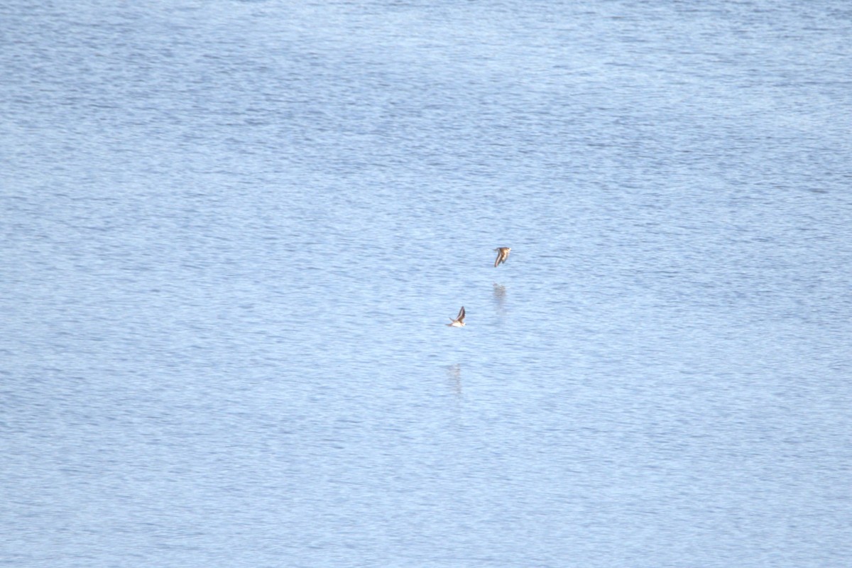 Çayır Cılıbıtı - ML646650120